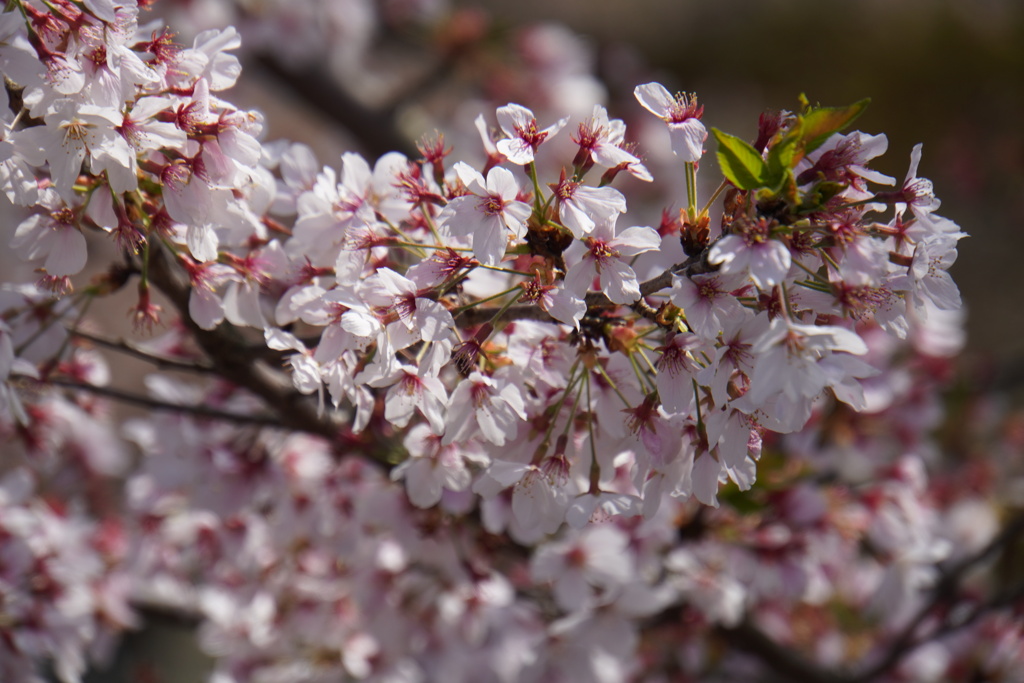 散りゆく京桜