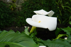 源兵衛川のほとりでひっそり