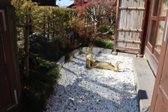 寝そべるウサギ
