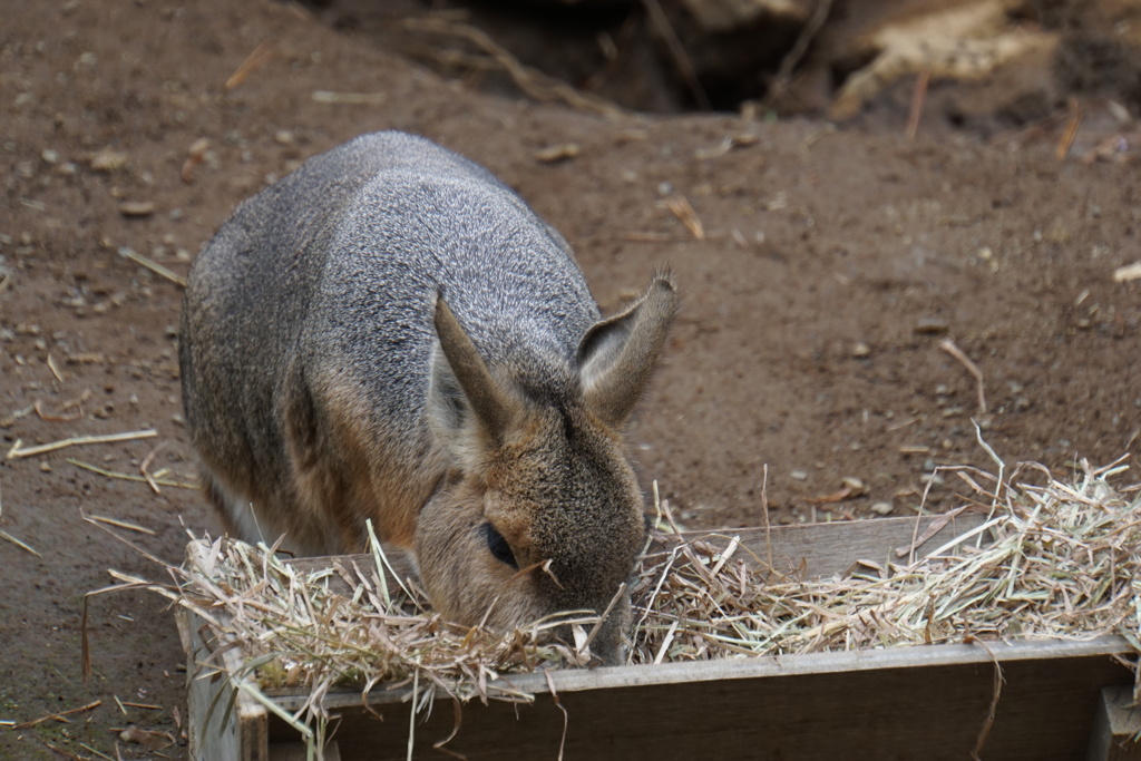 マーラ君も食事中