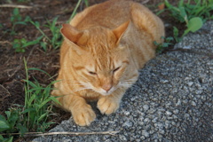 食後のまったりタイム