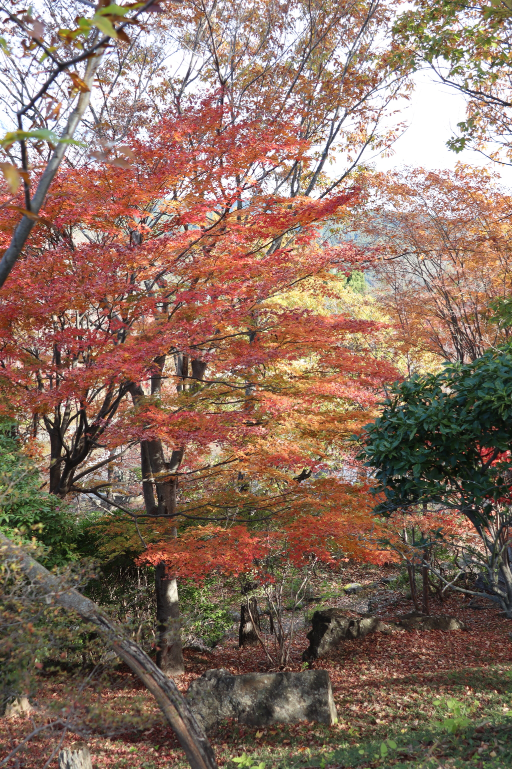 桜山紅葉