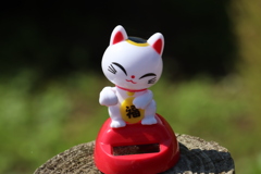白ちゃん