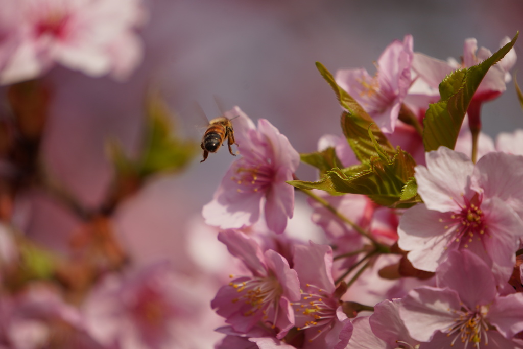 今年最後の河津桜
