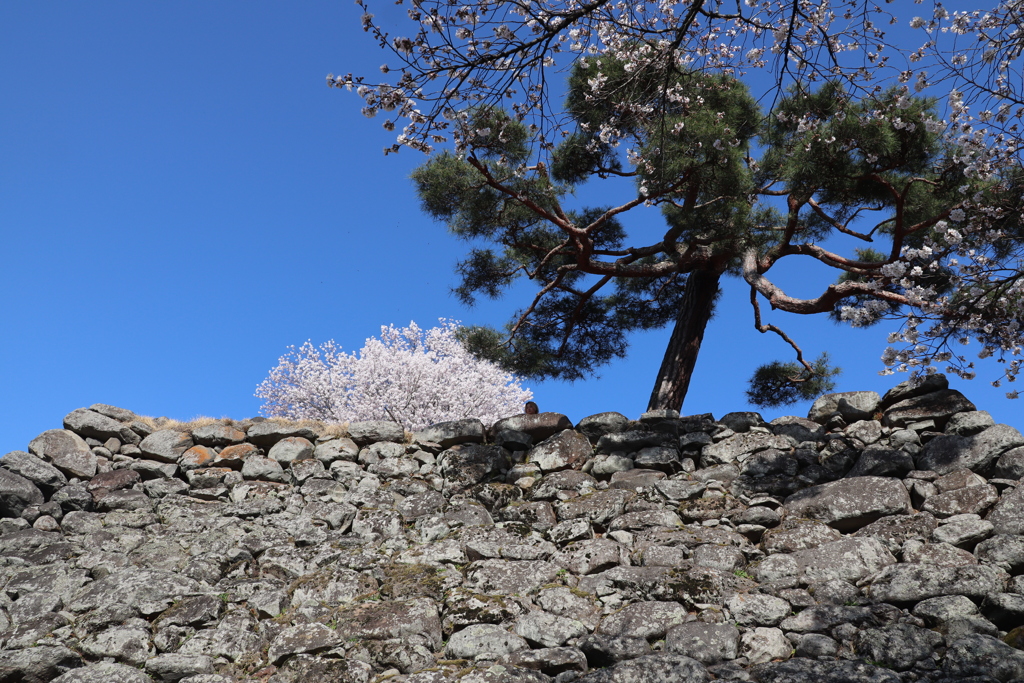 石垣に松桜