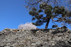 石垣に松桜