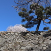 石垣に松桜