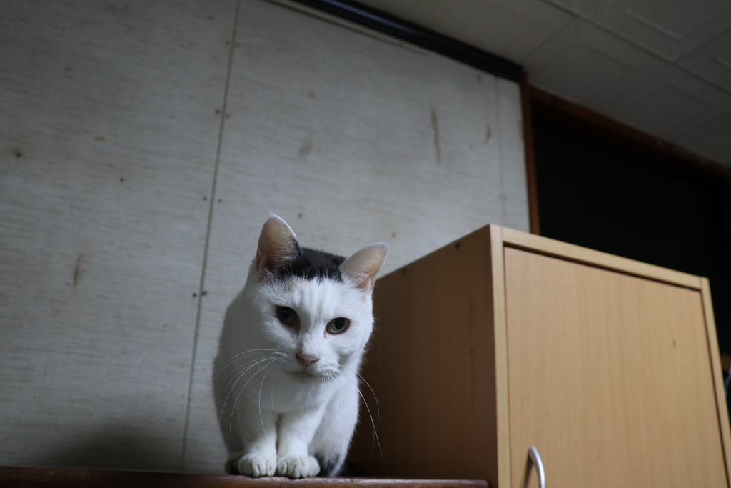 高いとこが大好きプリンちゃん