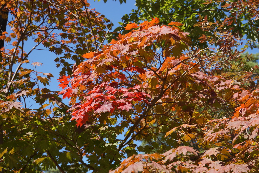 紅葉
