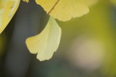 銀杏葉、物忘れに効くかな？