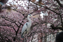 桜を前に佇む