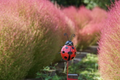 あらテントウ虫