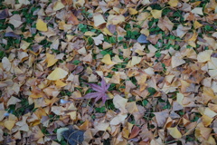 銀杏の中に紅葉の葉