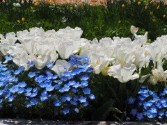 ネモヒラと白い水仙