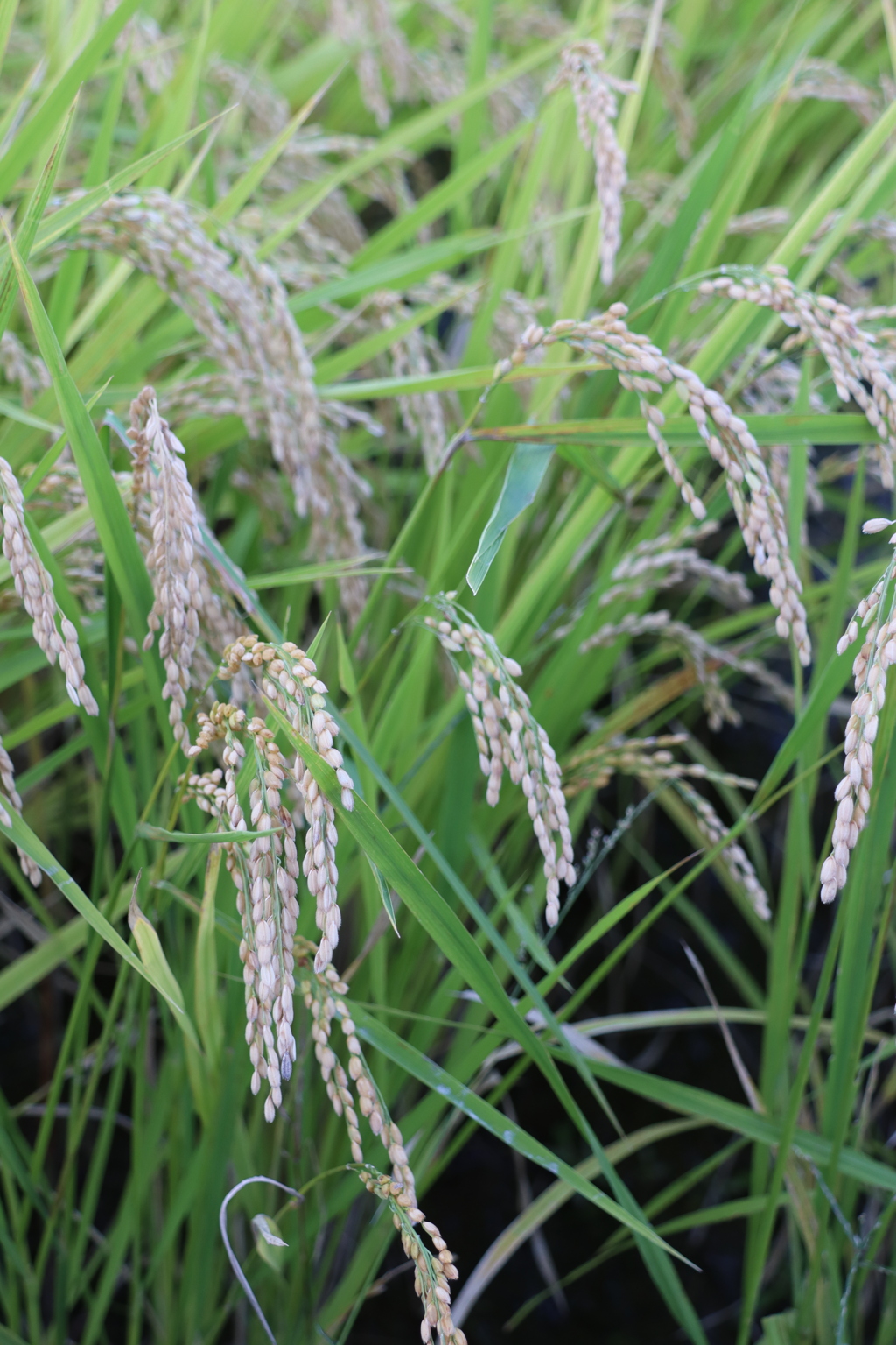 頭が下がります