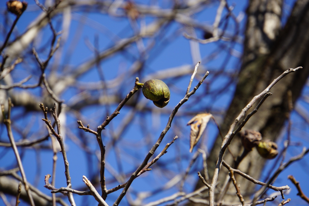落ちないクルミ