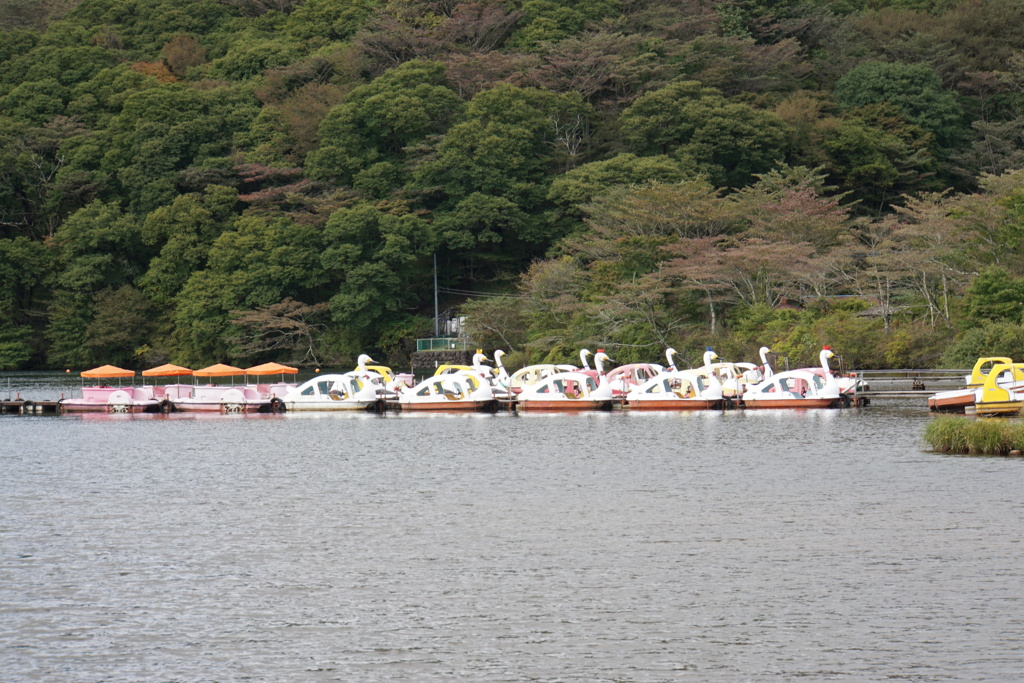 動物ボート勢揃い