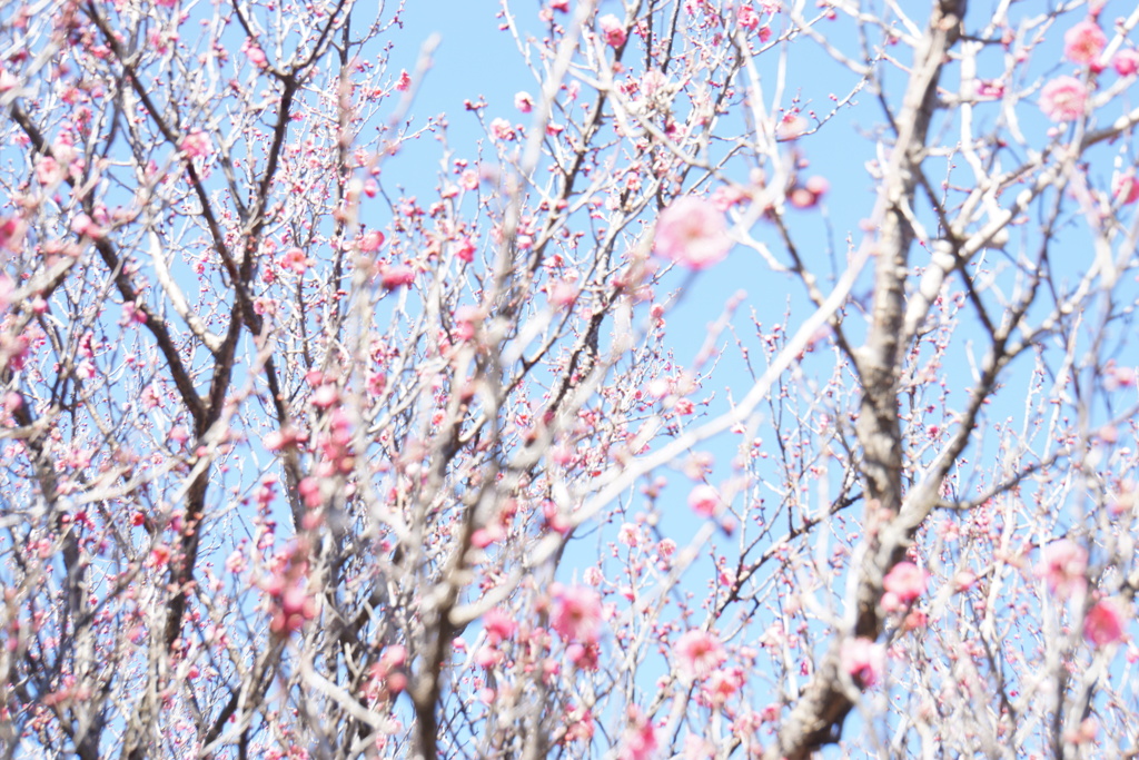 カメラの調子が