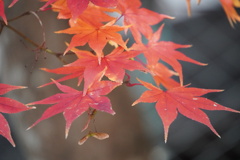 紅葉