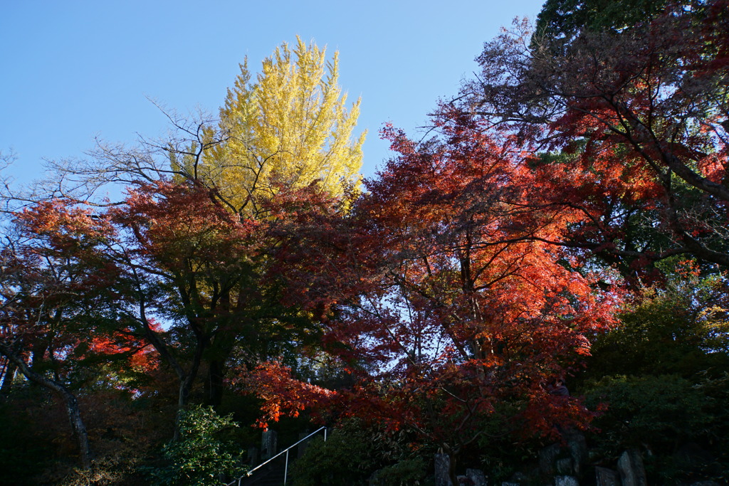 黄色い頭が見えてるよ
