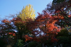 黄色い頭が見えてるよ