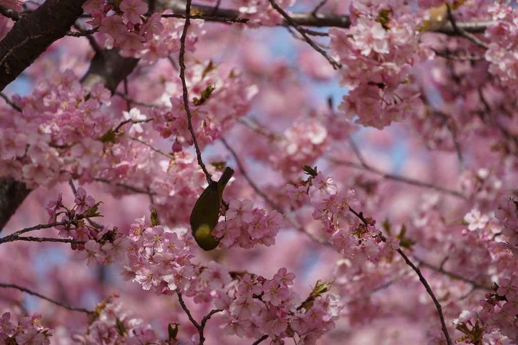 河津桜とメジロ