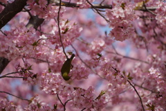 河津桜とメジロ
