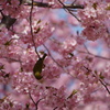河津桜とメジロ