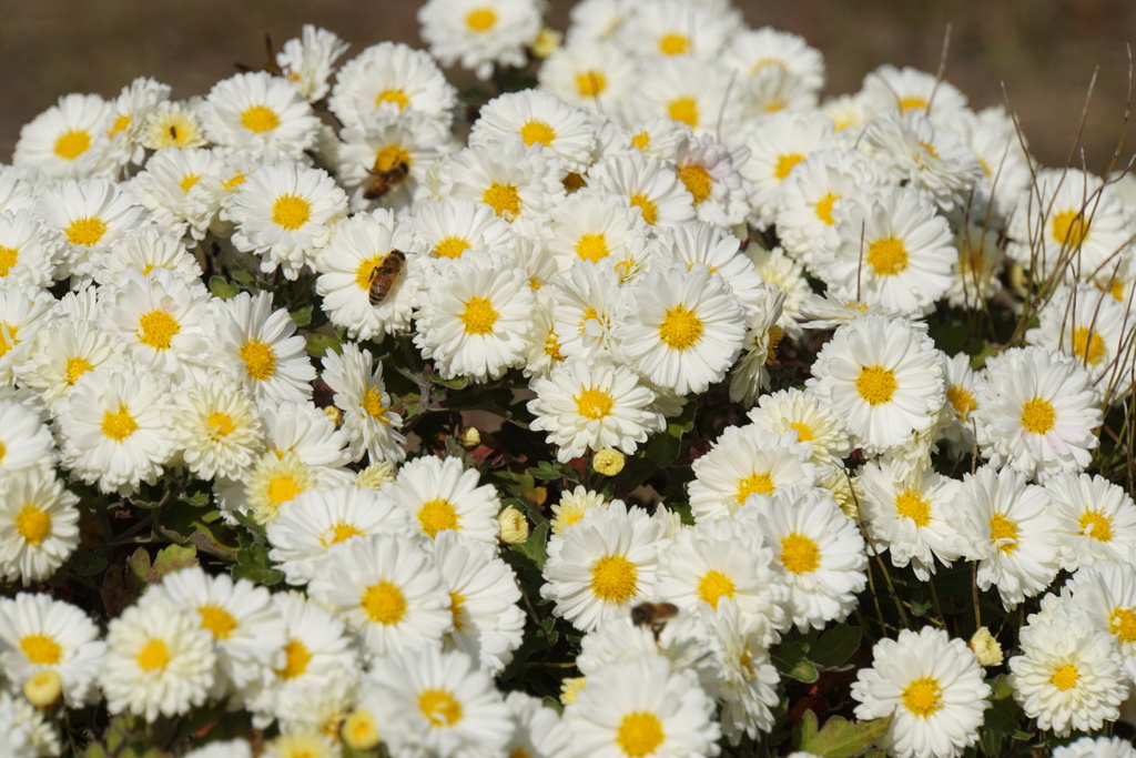 早くしないと冬になるよ