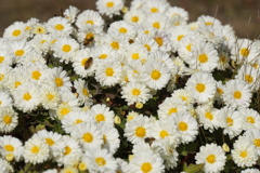 早くしないと冬になるよ