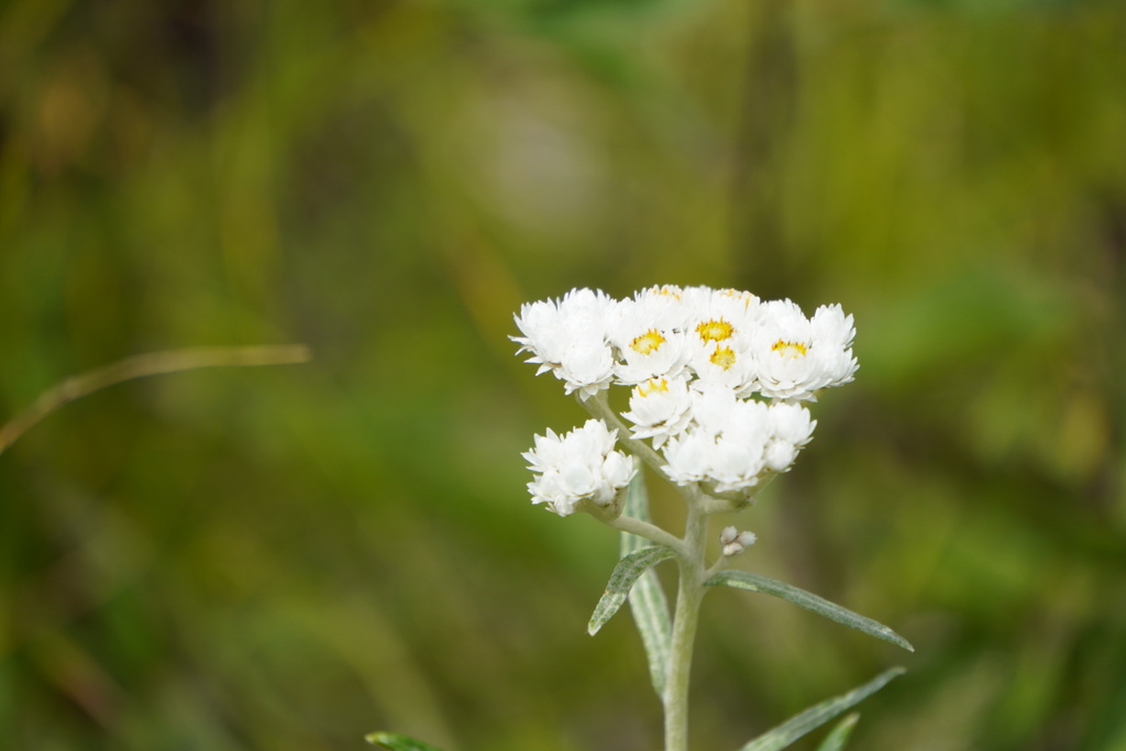 高峰高原の花