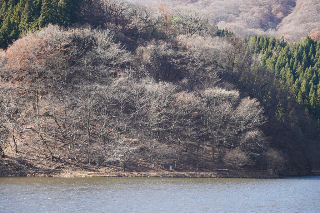 すっかり冬景色