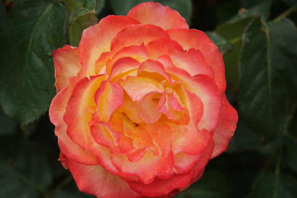 燃えてるさなかよ