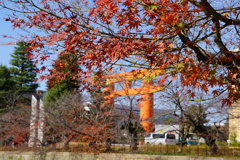 紅葉の向こうに大鳥居