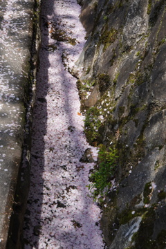 桜の花堀