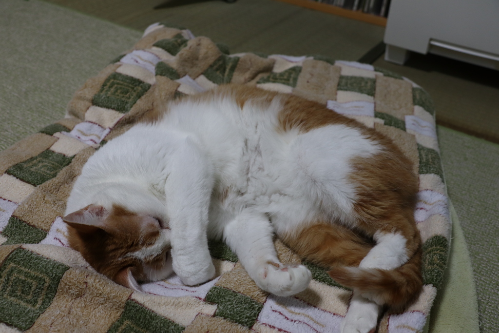 寝落ちしたチーちゃん