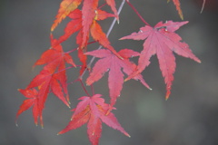 紅葉