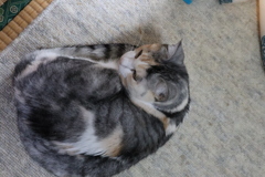 次女の子（第２子）みっちゃん９歳