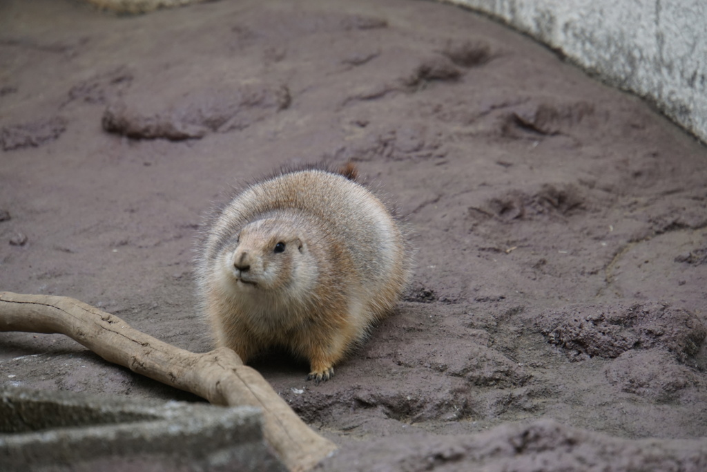 プレーリードッグ君