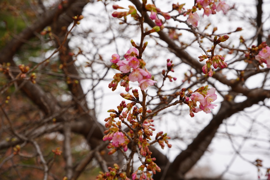 河津桜