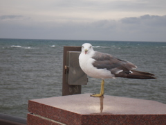 北の思い出２０１２、最北のカモメ