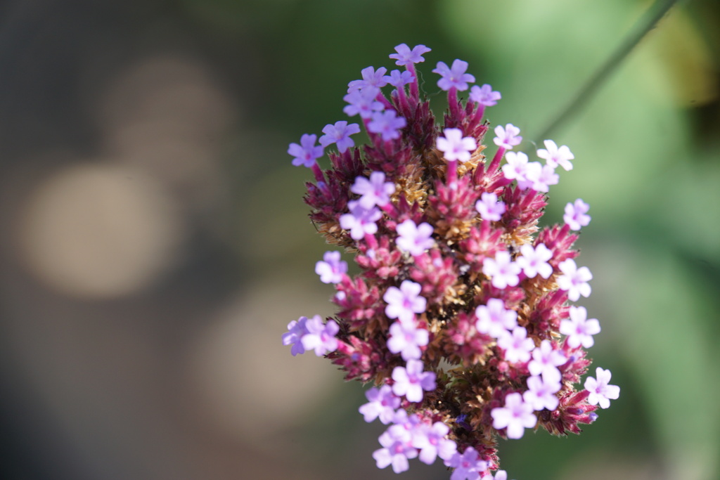 綺麗だね綺麗だね