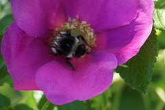 受粉のお手伝い