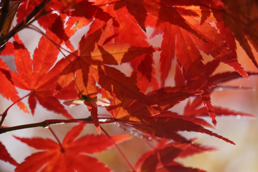 赤ちゃんの手だよ