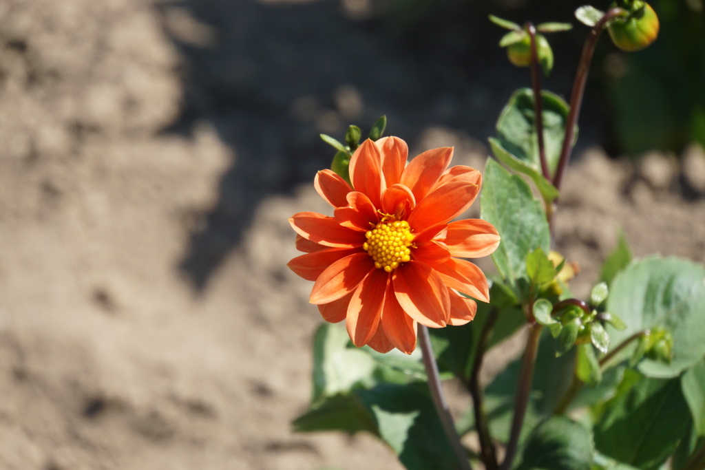 散歩道で見た花