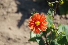 散歩道で見た花