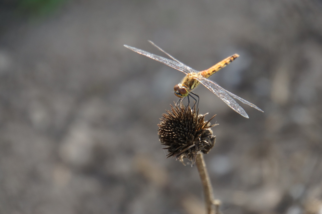 砂丘のトンボ