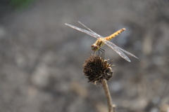 砂丘のトンボ