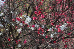 紅白花合戦