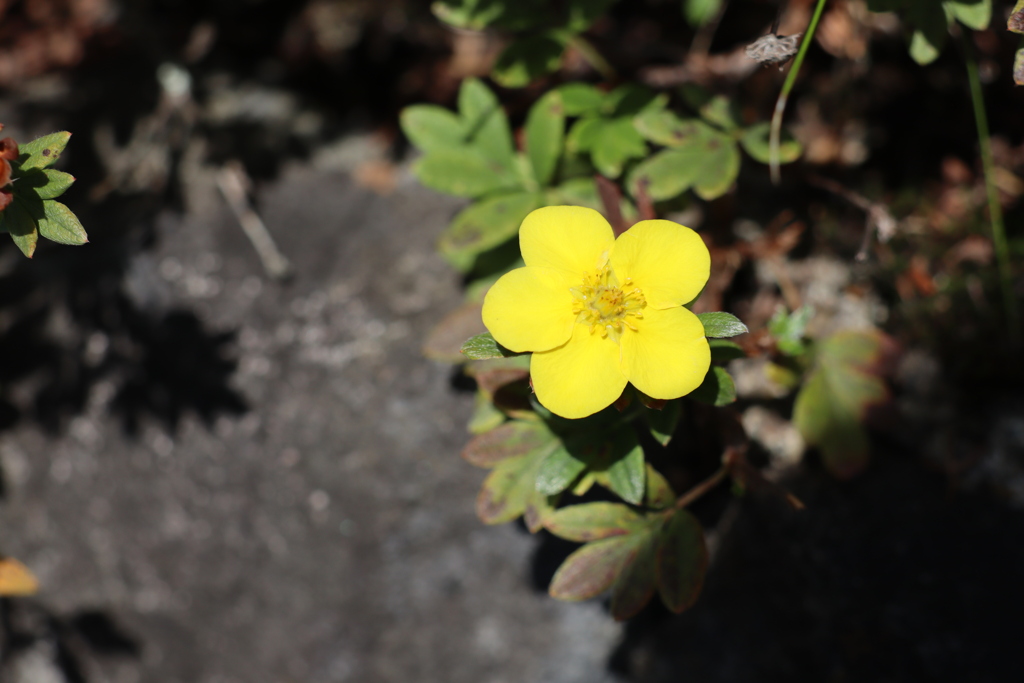 高原の可愛い花